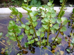 プランターで水耕栽培したセリ