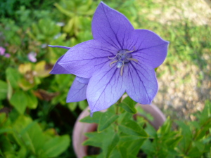 キキョウの花