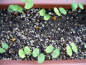発芽率は結構良かったです