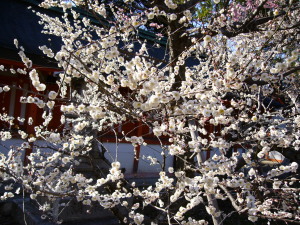 京都北野天満宮の白梅（３月１日）