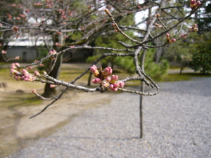 桜の花のつぼみ（昨日、広隆寺にて）。