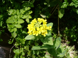 正真正銘のハクサイの花。左後方には自生しているセリが見えています。 正真正銘のハクサイの花。左後方には自生しているセリが見えています。