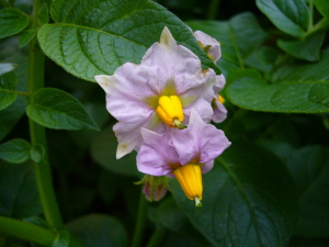 キタアカリの花