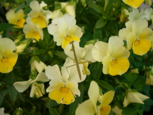 ビオラの花と小さなカマキリ