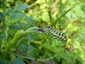 キアゲハ幼虫 キアゲハ幼虫