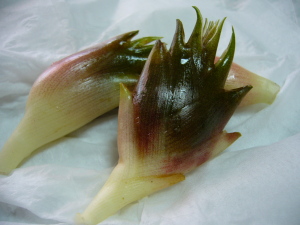 美味そうなミョウガ 美味そうなミョウガ