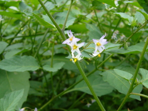 今日は写真撮れず。これは２週間前のものです。悪しからず。