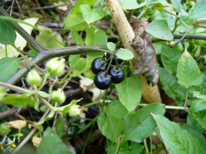 イヌホオズキの黒く熟した果実。先月初めにはたくさん花が咲いていました。 イヌホオズキの黒く熟した果実。先月初めにはたくさん花が咲いていました。