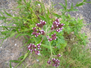 ?の花 ?の花