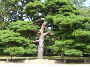 京都御苑にて